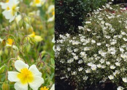Helianthemum hybridum Elfenbein Glanz / Fehér napvirág
